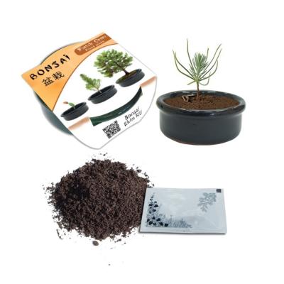 Toprak Saksılı Bonsai Fıstık Çam Bitkisi Mini Ekim Kiti Seti